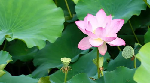 莲花与十二生肖，探寻它们之间神秘而独特的象征联系