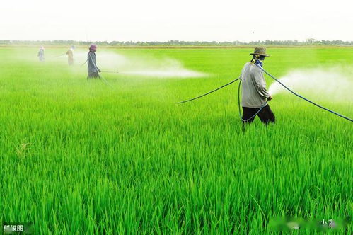 不同农药，时间不同