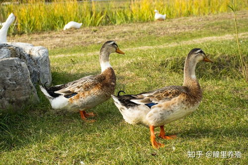 揭秘鹅的繁殖周期：何时下蛋？