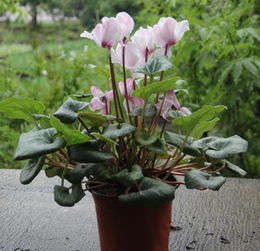 浇水施肥，要讲究