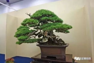 哪种五针松Zui棒？