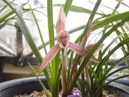 兰花的秘密花园：揭秘七月盛开的品种