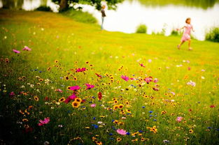 11月没花可拍？别急，这里有8种逆天花海！
