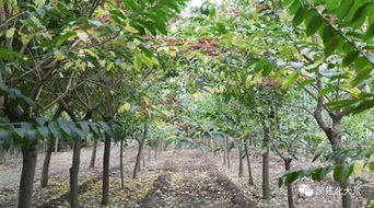 适时浇水， 防止苗木烂根