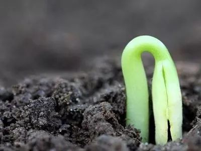 等啊等，种子不动弹怎么办？