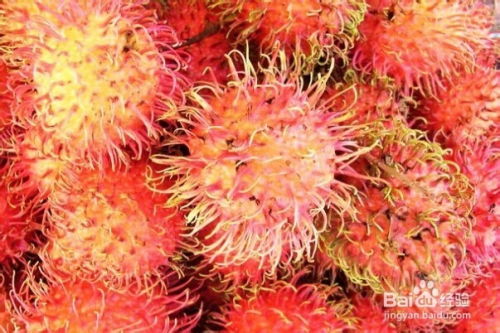 红毛丹的日常管理