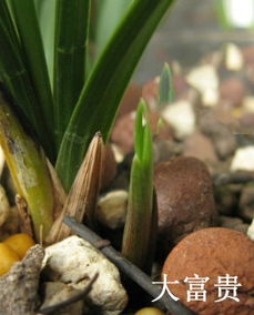 墨兰的发芽时间，你知道吗？