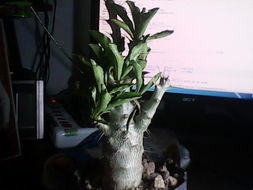 刺松盆景，名字之谜