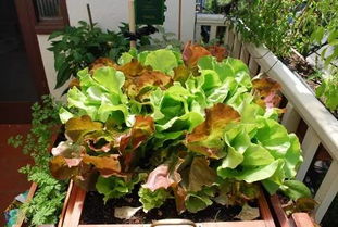 盆栽青菜种植，如何选择合适的容器