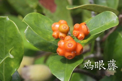 种子是生命的种子，它究竟如何孕育奇迹