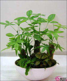 发财树叶子发黄？来堪堪这些养护秘籍！