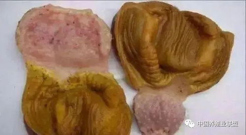 鸡群异常吐水，找准病因
