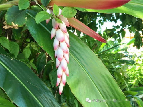 扶桑花：生命之花，永恒象征，爆款花卉新宠