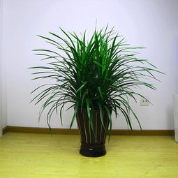 2. 修剪时间要选对