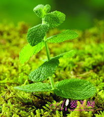 常春藤：四季常青， 生命力顽强