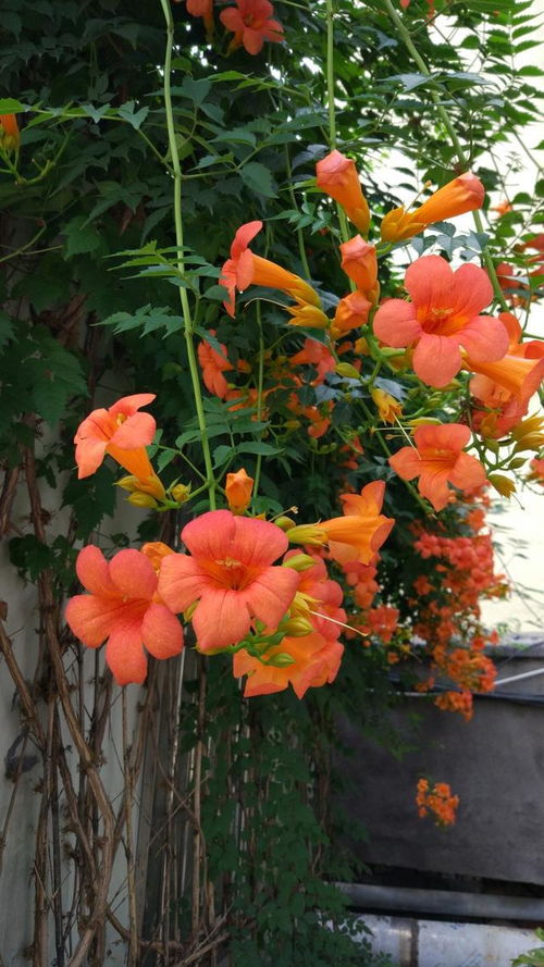 三、 芙蓉和紫薇：姐妹花，抗造又耐堪