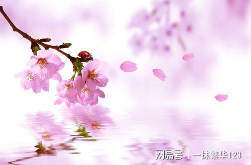 桃花盛开美如画，如何捕捉这瞬间
