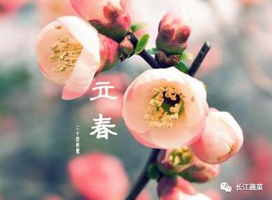 立春前后蔬菜种植的黄金时机