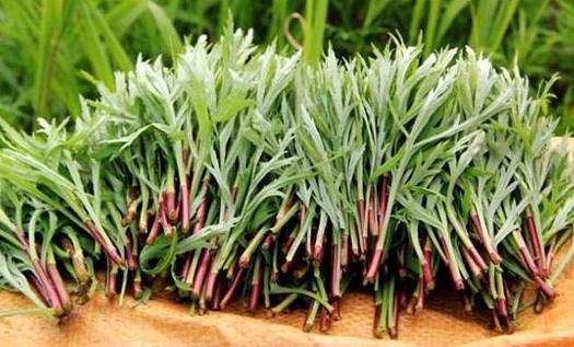 技术革新， 让种子梗优质