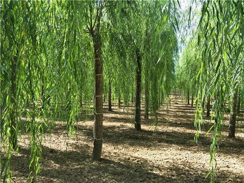 垂柳的独特之处