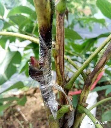 嫁接速度， 快如闪电