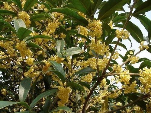 桂花：香飘九里