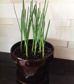 蒜苗：简单又快长