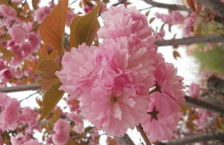 樱花树的生长环境与养护