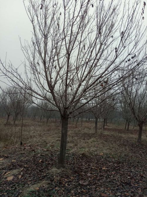 品牌购物盛宴，精选樱花树与绿化苗木