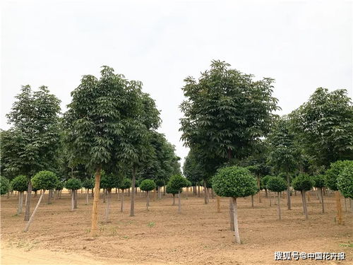 举个栗子， 海淀李姐的五年老桩，每年清明换盆，根系年增3cm粗