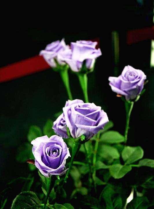 蓝色牵牛花，寓意着宁静、温柔与永恒的爱情