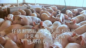 围产期母猪科学用药，如何确保母仔健康