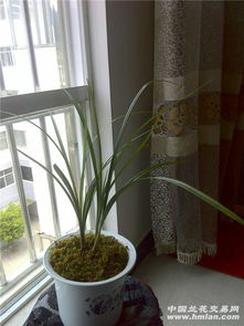 第四步：浇水，让麻叶海棠喝饱水