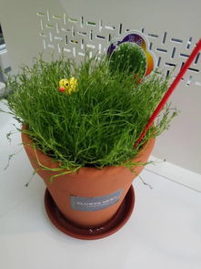 畜牧养殖：驱蚊草换盆后蔫了怎么办？浇水技巧揭秘！