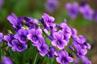 生长环境：阳光与阴凉， 温暖湿润