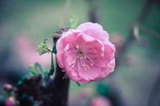 桃花的缤纷色彩