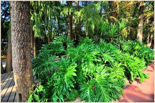 三、侧柏种植技巧分享