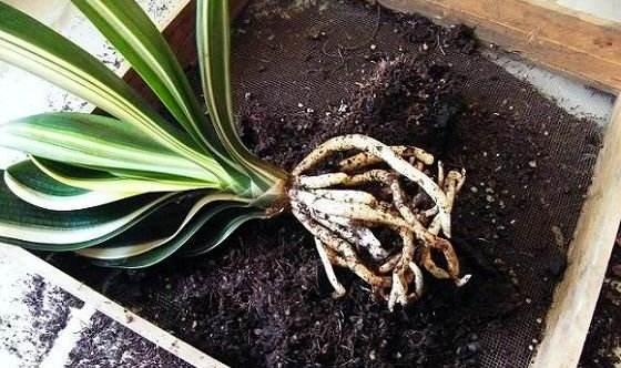 君子兰常见病虫害及防治