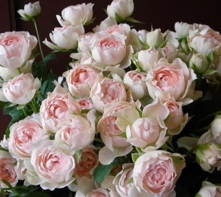 淘宝热卖广告：月季花好物集结