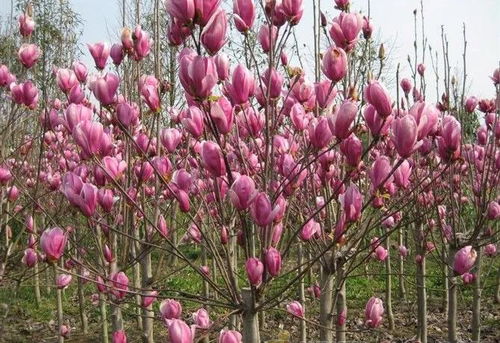 视频教学， 种植新技术的便捷途径