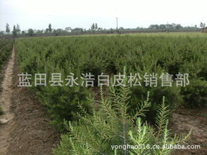 白皮松的价格与高度