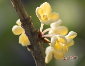 秋季首个连续5天气温≤22℃决定开花早晚