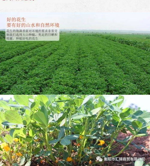 “小白菜花种，百度SEO爆款推荐”