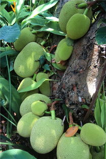 火锅店的秘密：麻辣蒸汽助热带植物茁壮成长