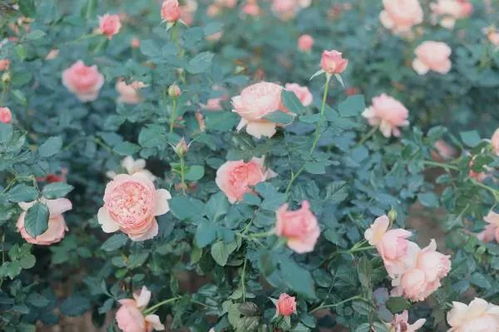 月季花在小区的巧妙运用