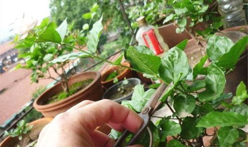 双色茉莉花开后如何修剪？请提供修剪示意图及详细步骤