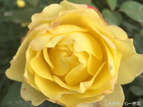 月季花为何在寒冬绽放？
