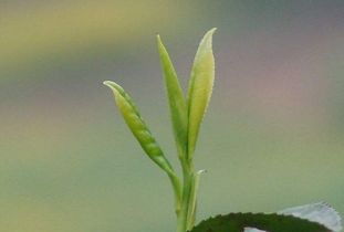 茶叶施过农药，平安饮用怎么破？