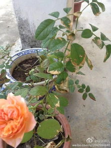 月季施肥大揭秘：有机肥、复混肥、水溶肥、缓释肥哪个geng棒？