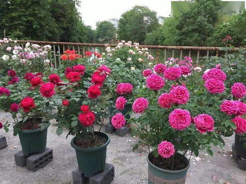 水源选择：雨水、 井水、晾晒过的自来水